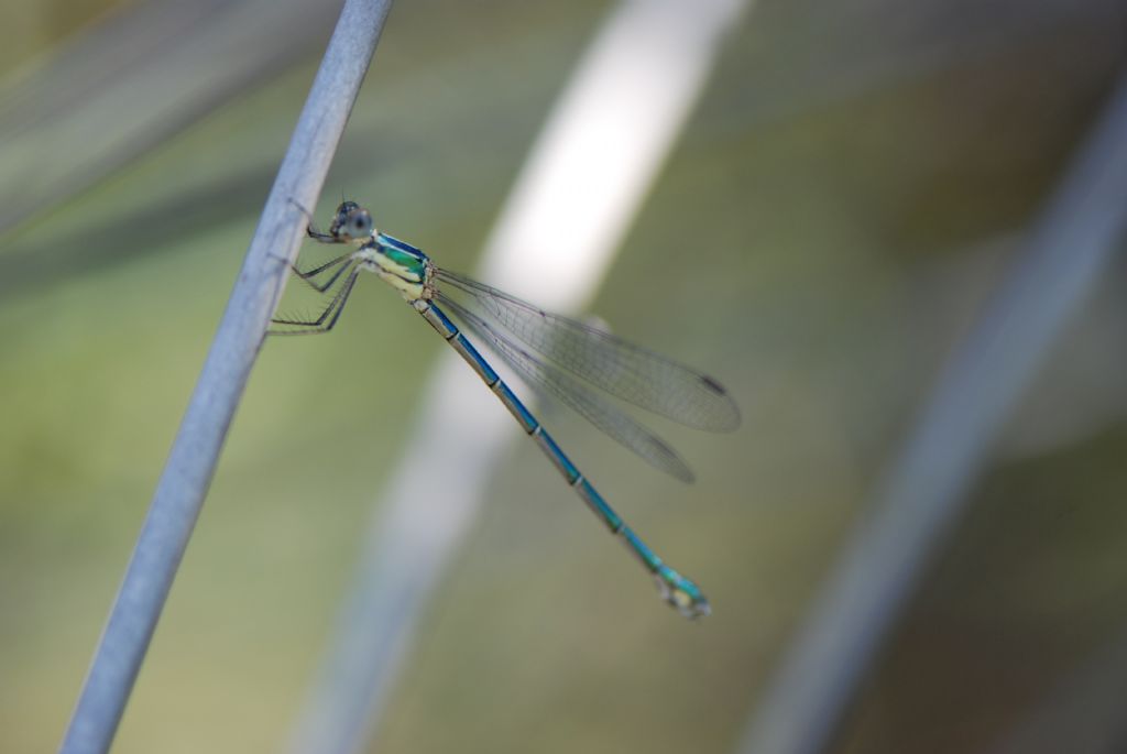 da identificare: Chalcolestes parvidens e Lestes virens